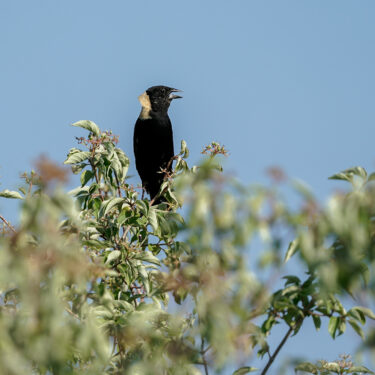 AP23236538083968-crop.jpg