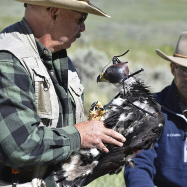 eaglesAP_22228554813031_1.jpg