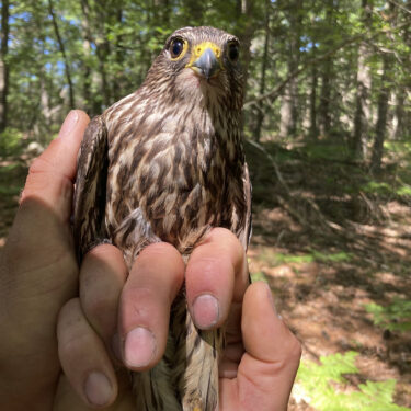 species_AP_22188648632265_1.jpg