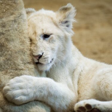 cub