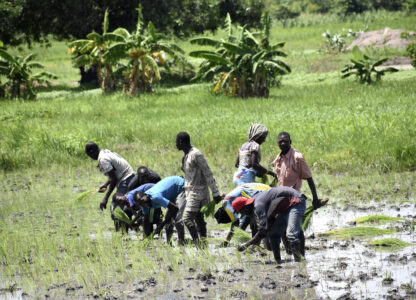 Chad Women Land Rights
