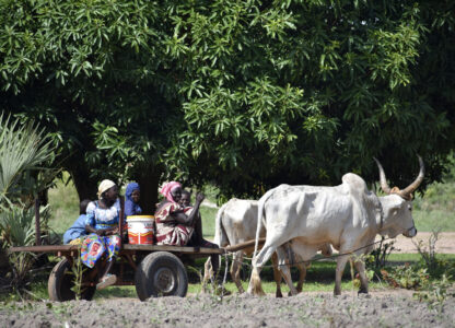Chad Women Land Rights