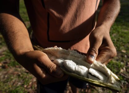 Climate Amazon Indigenous Reforestation