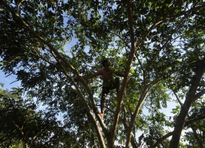 Climate Amazon Indigenous Reforestation