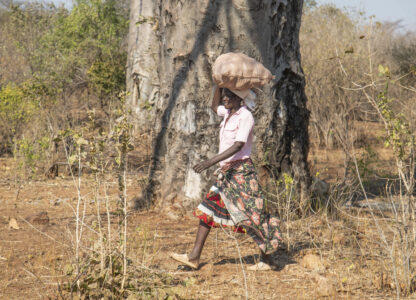 Zimbabwe Tree of Life