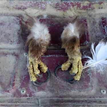 FILE - This undated photo from a court document provided by the U.S. Attorney for the District of Montana shows golden eagle feet recovered by law enforcement officers from a Washington state man's vehicle. (Courtesy of the U.S. Attorney for the District of Montana via AP, File)