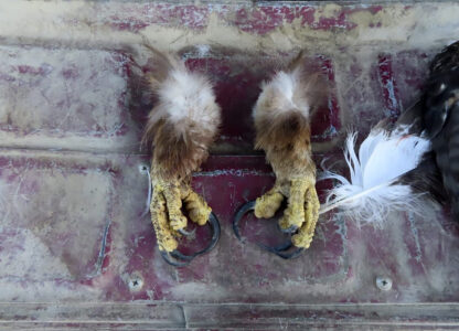FILE - This undated photo from a court document provided by the U.S. Attorney for the District of Montana shows golden eagle feet recovered by law enforcement officers from a Washington state man's vehicle. (Courtesy of the U.S. Attorney for the District of Montana via AP, File)