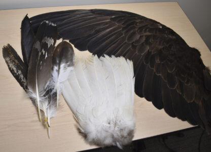 Eagle feathers are displayed on a table at the U.S. Fish & Wildlife Service's National Eagle Repository in Commerce City, Colo., on March 8, 2024. (AP Photo/Matthew Brown)