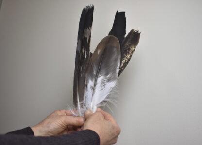 Eagle feathers are held by a U.S. Fish and Wildlife Service employee at the National Eagle Repository in Commerce City, Colo., on March 8, 2024. (AP Photo/Matthew Brown)