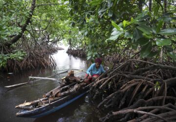 A woman on her boat collects firewood in a mangrove forest where only women are permitted to enter in Jayapura, Papua province, Indonesia on Wednesday, Oct. 2, 2024. (AP Photo/Firdia Lisnawati)