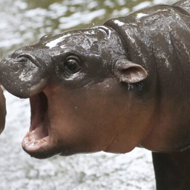 FILE - Two-month-old baby hippo Moo Deng plays with a zookeeper in the Khao Kheow Open Zoo in Chonburi province, Thailand, Thursday, Sept. 19, 2024. (AP Photo/Sakchai Lalit, File)