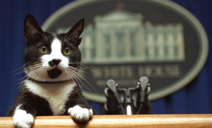 FILE - President Bill Clinton's cat Socks peers over the podium in the White House briefing room in Washington on March 19, 1994. (AP Photo/Marcy Nighswander, File)