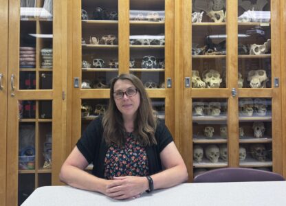 Dr. Krista Latham, the director of the Human Identification Center at the University of Indianapolis, sits at a table in front of the center's cabinets containing replicas of fossil finds of ancient humans , Aug. 1, 2024, in Indianapolis. (AP Photo/Rick Callahan)