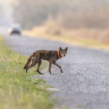 FILE - A red wolf crosses a road on the Alligator River National Wildlife Refuge, March 23, 2023, near Manns Harbor, N.C. (AP Photo/David Goldman, File)