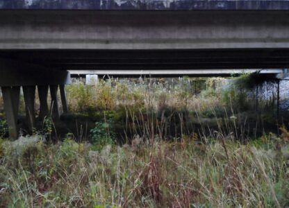 In this frame from video, grass grows tall in a wildlife crossing created by elevating a portion of U.S. 64 near Creswell, N.C., on Wednesday, Nov. 20, 2024. (AP Photo/Allen G. Breed)