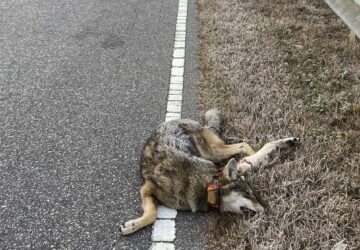 Male red wolf No. 2444 lies dead along U.S. 64 after being struck by a vehicle near Manns Harbor, N.C., on Wednesday, June 5, 2024. (U.S. Fish and Wildlife Service via AP)