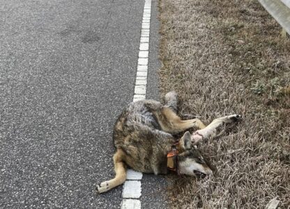 Male red wolf No. 2444 lies dead along U.S. 64 after being struck by a vehicle near Manns Harbor, N.C., on Wednesday, June 5, 2024. (U.S. Fish and Wildlife Service via AP)