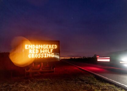 FILE - A sign warns motorists on U.S. 64 to watch out for crossing red wolves on the Alligator River National Wildlife Refuge, March 22, 2023, near Manns Harbor, N.C. (AP Photo/David Goldman, File)