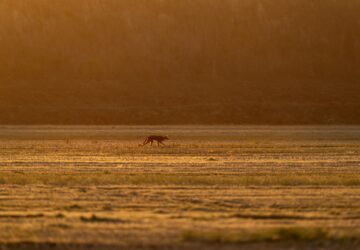 FILE - A red wolf roams across the Alligator River National Wildlife Refuge as the sun sets, Thursday, March 23, 2023, near Manns, N.C. (AP Photo/David Goldman, File)