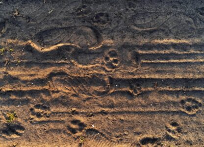 FILE - Red wolf pawprints are visible in the dirt beside human footprints on the Alligator River National Wildlife Refuge near Manns Harbor, N.C., March 24, 2023. (AP Photo/David Goldman, File)