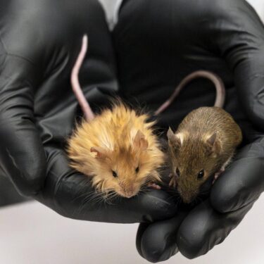 In this Feb 2025 photo provided by Colossal Biosciences are genetically edited mice with long, thick, woolly hair at a lab in Dallas, Texas. (Colossal Biosciences via AP)