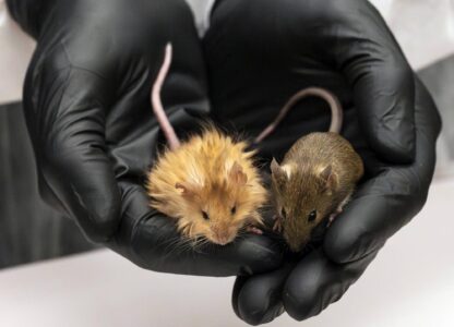 In this Feb 2025 photo provided by Colossal Biosciences are genetically edited mice with long, thick, woolly hair at a lab in Dallas, Texas. (Colossal Biosciences via AP)
