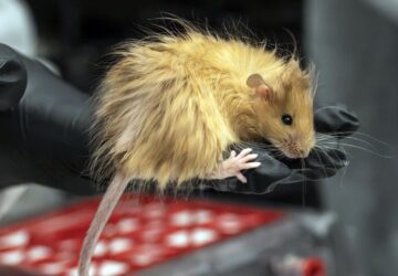 In this Feb 2025 photo provided by Colossal Biosciences a genetically edited mouse with long, thick, woolly hair at a lab in Dallas, Texas. (Colossal Biosciences via AP)