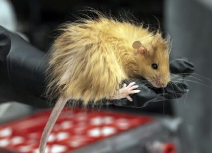 In this Feb 2025 photo provided by Colossal Biosciences a genetically edited mouse with long, thick, woolly hair at a lab in Dallas, Texas. (Colossal Biosciences via AP)