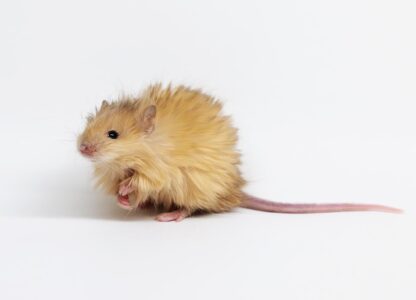 In this Feb 2025 photo provided by Colossal Biosciences are genetically edited mice with long, thick, woolly hair at a lab in Dallas, Texas. (Colossal Biosciences via AP)