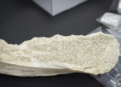 This photo provided by the Spanish National Research Council (CSIC), shows a bone tool found in Tanzania's Olduvai Gorge, at the CSIC-Pleistocene Archaeology Lab in Madrid in 2023. (Angeliki Theodoropoulou/CSIC via AP)