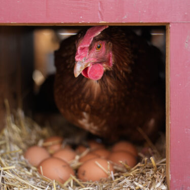 FILE - A Red Star hen, a hybrid breed that lays large brown eggs, stands on eggs inside her coop at Historic Wagner Farm, Friday, Feb. 7, 2025, in Glenview, Ill. (AP Photo/Erin Hooley, File)
