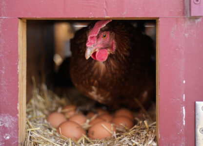 FILE - A Red Star hen, a hybrid breed that lays large brown eggs, stands on eggs inside her coop at Historic Wagner Farm, Friday, Feb. 7, 2025, in Glenview, Ill. (AP Photo/Erin Hooley, File)