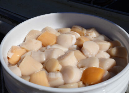 A bucket of scallops is seen on a dock, Tuesday, March 11, 2025, in Yarmouth, Maine. (AP Photo/Robert F. Bukaty)