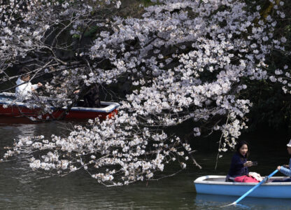 Japan Cherry Blossoms