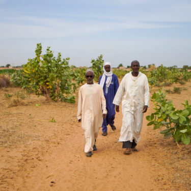 Herders and farmers from left, Adama Sow, Oumar Ba and Daka Sow walk outside Niéti Yone, northern Senegal, Tuesday, Dec. 10, 2024. (AP Photo/Jack Thompson)