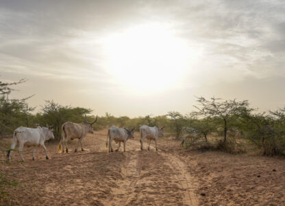 Cows walk outside Niéti Yone, northern Senegal, Monday, Dec. 9, 2024. (AP Photo/Jack Thompson)