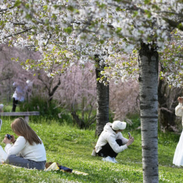 Italy Cherry Blossom