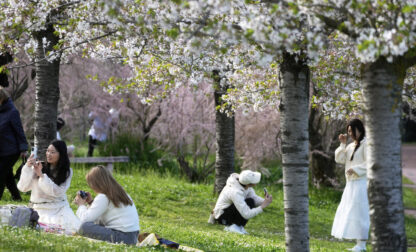 Italy Cherry Blossom