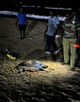 India Turtle Photo Gallery