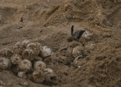 India Turtle Photo Gallery