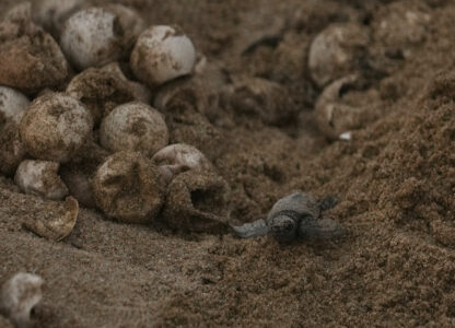 India Turtle Photo Gallery