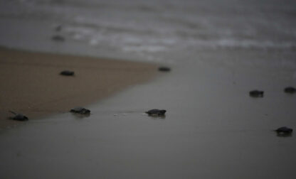 India Turtle Photo Gallery