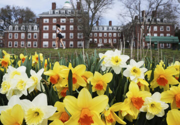 A runner passes daffodils and dormitories at Harvard University, Tuesday, April 15, 2025, in Cambridge, Mass. (AP Photo/Charles Krupa)