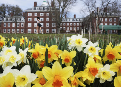 A runner passes daffodils and dormitories at Harvard University, Tuesday, April 15, 2025, in Cambridge, Mass. (AP Photo/Charles Krupa)