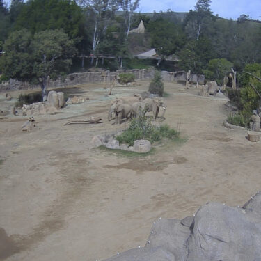 California Earthquake Elephants