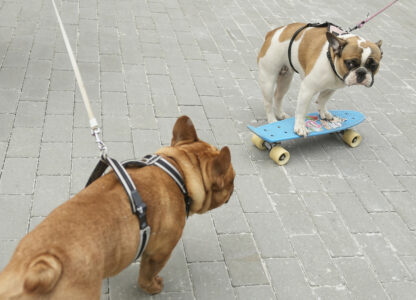 Russia French Bulldogs Parade