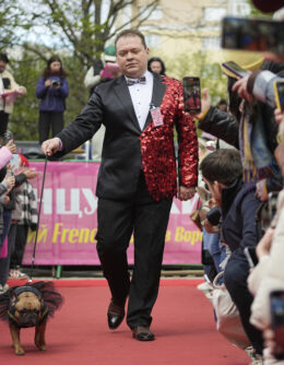 Russia French Bulldogs Parade
