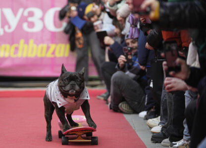 Russia French Bulldogs Parade