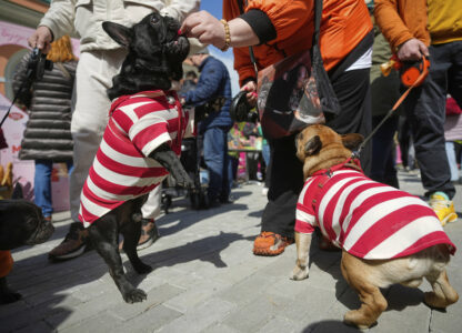 Russia French Bulldogs Parade