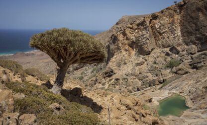 APTOPIX Climate Yemen Dragons Blood Trees